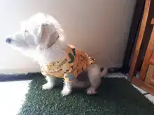 Sweatshirt Hoodies Puppy Dog-Cat-Costume Small Dogs Sweet Yorkshire Shih Pet-Dog Soft