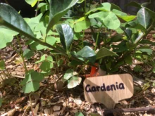Sign-Tags Seed Flowers-Tools Garden-Markers Herbs Bamboo-Plant-Labels Wooden T-Type 