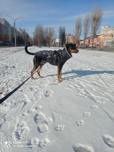 Pet-Dog-Clothes Clothing Walking-Harness Dogs Outdoor Waterproof Large Winter Medium