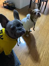 Dog Hoodies Jacket Costume Coat French Bulldog Chihuahua Winter for Pets-Clothing