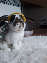 Accessory Hamster Animal-Harness Rabbit-Ferret Bunny Small Vest Leash-Set with Travel-Chest-Strap