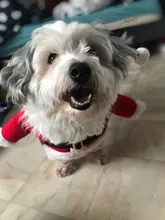 Costume Cat Jacket Christmas Dogs Small Santa-Claus Winter Large for Funny Dog-Coat Warm