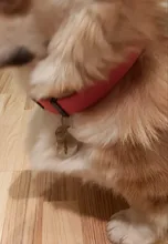 Collar-Accessories Dog-Tag Engraved-Tel Sex-Name-Tag Dogs Kitten Pupp Pet-Dog Stainless-Steel