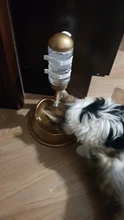 Automatic-Feeder Water-Bottle-Dispenser Water-Fountain Cat Dog with Large-Capacity Food-Bucket