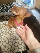 Dog-Collar Engraved Name-Tag Braided Dog Puppy Dogs Small Personalized Free-Bell 