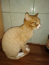 Pet-Cat-Clippers Haircut-Machine Electrical-Grooming-Trimmer Professional Dogs Animals