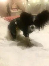 Ropas impermeables para perro para perros pequeños para abrigos lluvia chaqueta chubasquero de cachorro ropa para Chihuahua y Yorkshire productos para mascotas 30S2