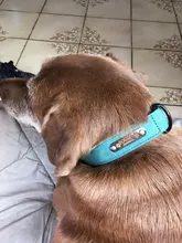 Leash Dog-Collar Bulldog Customized Padded Lead-Rope-Set And