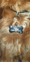 Collar-Accessories Dog-Tag Engraved-Tel Sex-Name-Tag Dogs Kitten Pupp Pet-Dog Stainless-Steel