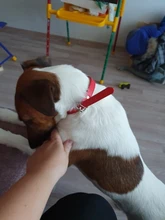 Free Engrave Customized Dog Collar Personalized ID Collar Engrave Name Phone Number Free