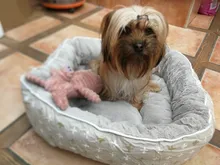 Sofa Bench Pet-Kennel Dog-Bed Dogs Small Large House-Mats Pet-Products Cats Durable 