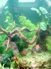 Led-Lighting Aquarium Chihiros Fish-Tank Aquatic-Plant Sunsun Ade Nicrew SMD 18W 220V