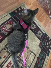 Vest Harness Puppy-Dogs-Collar Cat Adjustable Walking Leash Lead Small for Mesh Cat-Pet