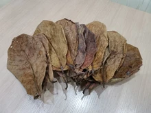 10 Uds Natural de alta calidad Terminalia Catappa hojas indio de Lour árbol hoja de oliva para agua de acuario equilibrio PH acidez
