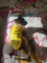 Abrigos para gato y cachorro de dibujos animados, chaqueta de lana cálida para perros pequeños, ropa de Chihuahua, ropa de Yorkshire, Otoño e Invierno