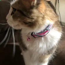 Seguridad Breakaway Cat Collar de perro correa de Nylon reflectante gatito cachorro mascota con campana de colores cachorro mascota Correa Accesorios