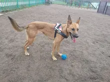 K9 Harnesses For Dogs Customizable Dog Name label Reflective Adjustable Dog Harness Vest