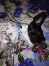 Collar de seguridad delicado para perros, correa de nailon, ajustable, a la moda, campana de camuflaje, gran oferta