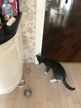 Natural Catnip Toys For Cats Crazy Healthy Cat Toys For Kitten Edible Treating Cleaning