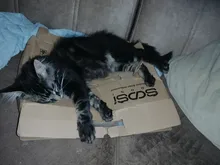 Bidet Sprayer Toilet-Seat Muslim Shower Ass Cleaning Water Fresh Double-Nozzle SOOSI