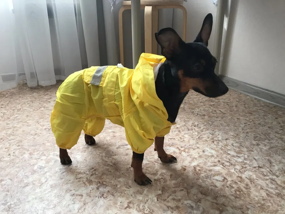 köpek yağmurluk