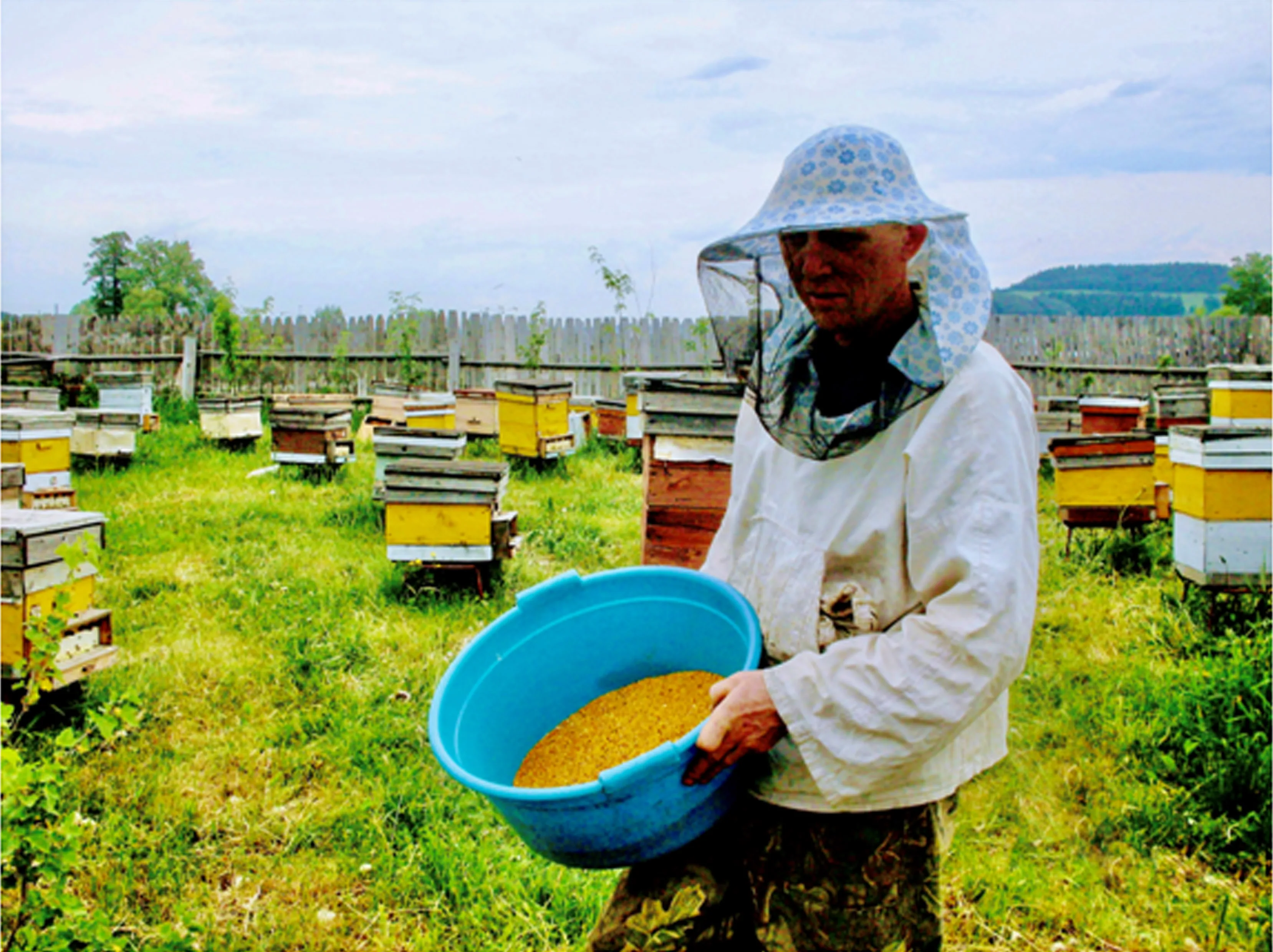 Honeycomb, natural floral, grass, delicious honey in honeycomb
