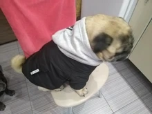 Jacket French Bulldog Dog Winter SUPREPET Coat Pet-Dog Dogs Large Cotton for Warm Perro