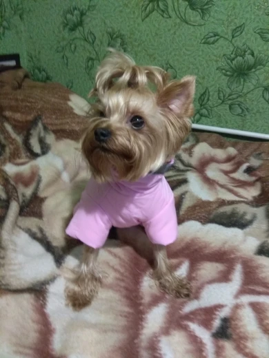 yorkie snowsuit