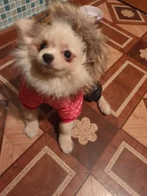 Coat Dogs-Clothing Dot-Pattern Winter Hooded Pet-Dogs New Xl To High-Quality