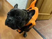Chaleco salvavidas para perro, chaqueta salvavidas, ropa de baño para perros, traje de baño para mascotas, forma de tiburón