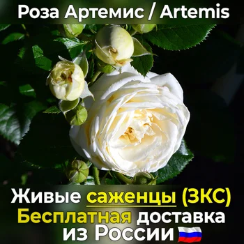 

Corded rose seedlings Artemis (Artemis) free shipping to Russia, not seeds, live flowers in a pot