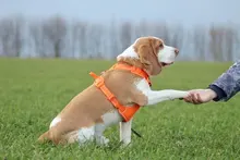 Truelove Pet Dog Harness Large Small For Pitbull Reflective Safety Harness For Dogs