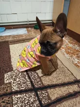 Ropa con estampado de patos para perros pequeños, Camiseta de algodón para cachorros y gatos, chaleco, camisas con perro Chihuahua