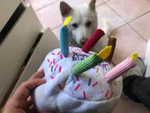 Pet-Toys Cake-Play Chew Stuffed Interactive Plush-Birthday Training Squeaky Bite-Resistant