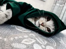 Coat Jumpsuit Clothing Puppy-Fleece Hoodie Apparel Pet-Dog Winter New Warm Velvet