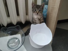 Cat-Bowls Products Pet-Food Raised-Stand Pet-Supplies Cats-Dogs-Feeders Non-Slip Double