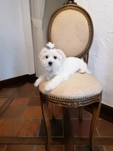 Pinzas de pelo de cachorro ostentosas para mascota de cristal, horquilla para el cabello para gatos y perros, broches para el cabello bonitos, peluquería de mascotas, accesorios para el pelo para mascotas