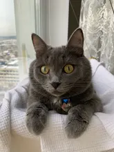 Dog-Collar Engraved Name-Tag Braided Dog Puppy Dogs Small Personalized Free-Bell 