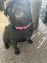 Collar de cuero personalizado para Perro, etiquetas identificativas para perros pequeños, medianos y grandes, Pitbull, Bulldog, Beagle