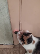 Natural Catnip Toys For Cats Crazy Healthy Cat Toys For Kitten Edible Treating Cleaning