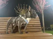 Arnés tipo chaleco sin tirones para perro, correa reflectante para perro pequeño y collar para terrier schnauzer Gato, suministros de entrenamiento para caminar, chihuahua