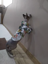 Camisetas de verano para perros, ropa de playa, chaleco para mascotas, camiseta Floral, Hawaiana para gatos pequeños y grandes, Chihuahua