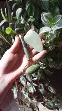 Gua Sha-Rodillo verde 2 en 1, conjunto de herramientas, masajeador, rascador de Jade Natural, con piedras para cara, cuello y espalda, 2 uds.