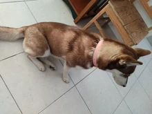 Dog-Collar Id-Plate Engraved Dogs Pitbull Custom Personalized Padded with Tag 2-Layers