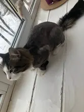 XiaoMi ENCHEN eléctrica cortadora de cabello para hombres Cordles Clippers adulto Razors profesional cortadora de esquina de afeitar de pelo vestido pelos lavadora  maquina enchen máquina pelo hombre máquina barba