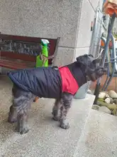 Ropa de invierno para perros y gatos abrigo impermeable para perros y gatos, cálido, disponible en 8 S-5XL tamaños, color verde, rojo, azul y rosa