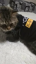 Traje de policía para Cosplay de perros y gatos, chaleco elástico negro, camiseta de cachorro, accesorios, ropa, disfraces