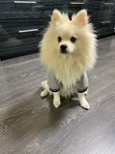 Jacket Costume Coat Bulldog-Clothes Small Dog Pug French Winter Pet-Dog Warm Cute 