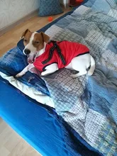 De invierno para mascotas ropa de perro francés mascota Bulldog cálido Chaleco con arnés abrigo perro ropa chaleco pequeño mediano para perros
