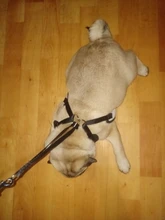 Elegante pajarita arnés tipo chaleco para perro con correa ajustable, Gato conjunto de Correa y arnés lindo arco nudo esmoquin para gatos gatito cachorro